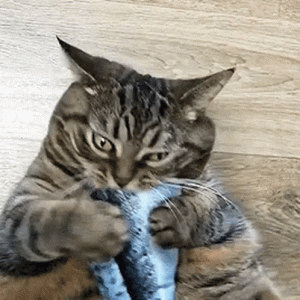 cat-funny.gif
