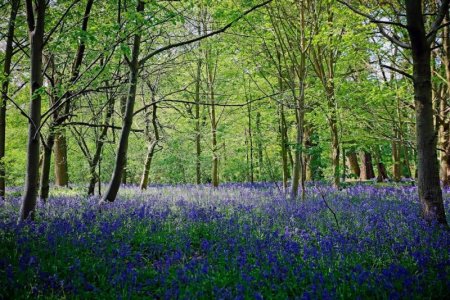 bluebells caulke abbey.jpg