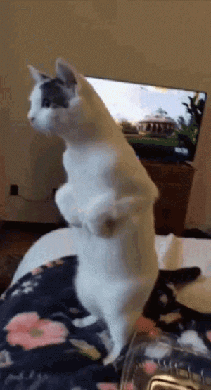 cat-standing-cat.gif