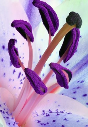 stamens.jpg