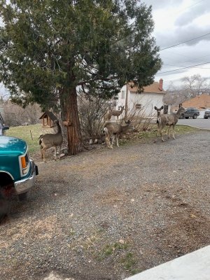 deer feed 2.jpg deer feed 2.jpg