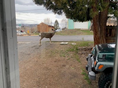 deer feed.jpg3.jpg deer feed.jpg3.jpg