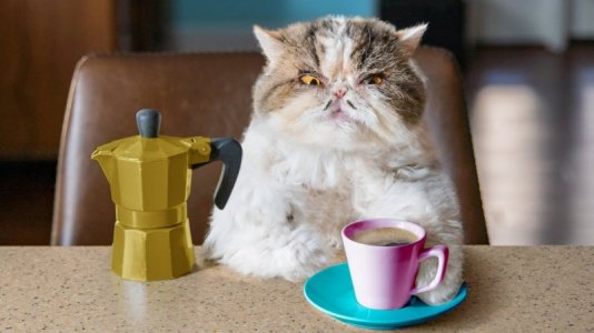 cat1.jpg