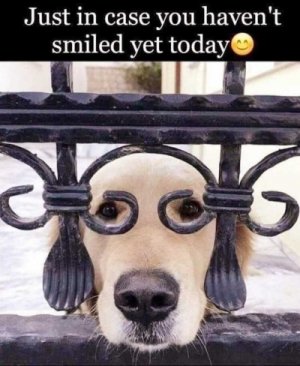 dog.jpg