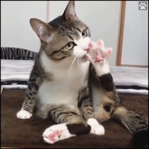 Funny Cat GIF • Agile cat licking jelly bean toes and trimming back paw claws in a funny posit...gif