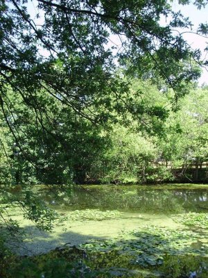 summer lily pads.jpg