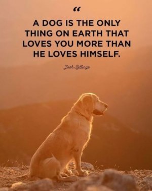 Dogs.JPG