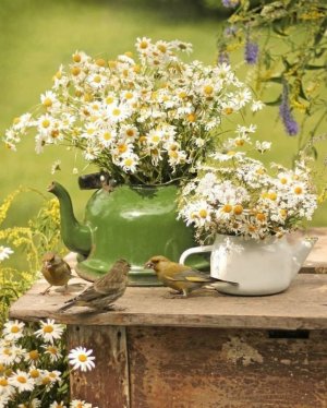 daisybirds.jpg
