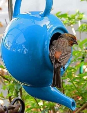 teapot bird.jpg