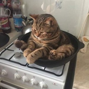 caturday pan.jpg