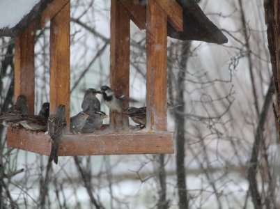 snow birds.jpg snow birds.jpg