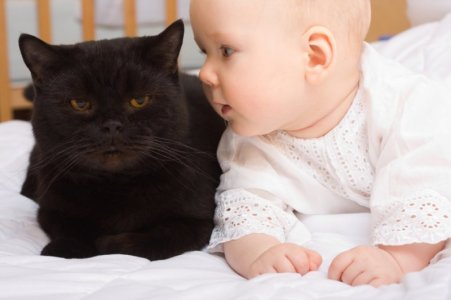 cat-care_cats-and-babies-2-2371989584.jpg