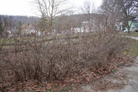 early_spring.JPG