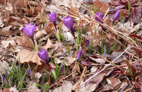 purple_crp.JPG