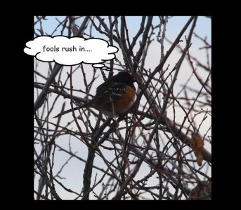 cosmo close in.jpg cosmo close in.jpg