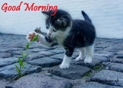 good-morning-animal-images-70079453.jpg