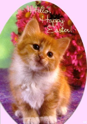 orangekitty.jpg