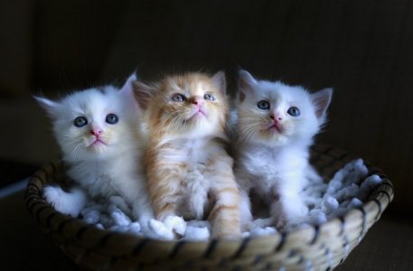 kittensinabasket.jpg