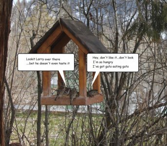 feeder 329.jpg feeder 329.jpg