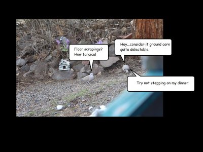 doves on the ground fin.jpg doves on the ground fin.jpg