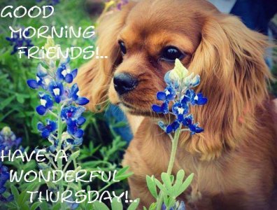 Good-Morning-Friends-Have-A-Wonderful-Thursday-wm502.jpg