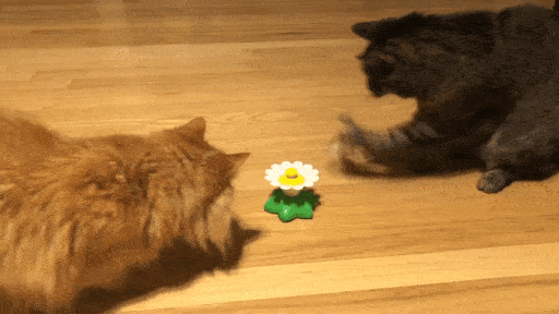 tumblr_pgvcghucfG1wvo7i8o1_540.gif