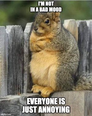 squirrel.jpg