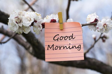 good-morning-memo-pined-tree-blooms-good-morning-memo-114431541.jpg