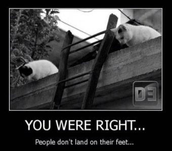 catandladder.jpg