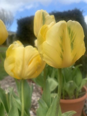 1680297295401.jpeg 1680297295401.jpeg