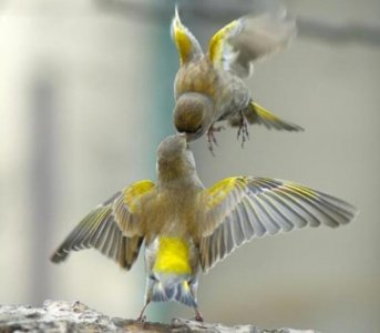 feedingbird.jpg