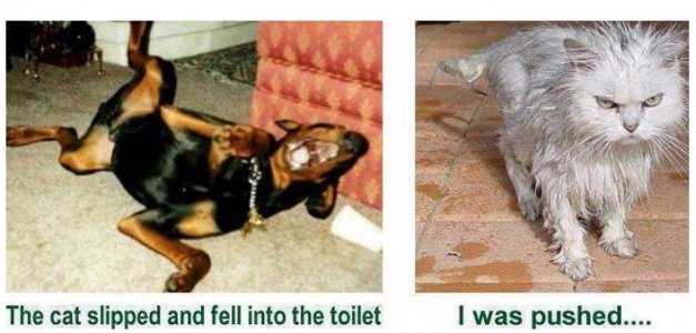 catslipped.jpg