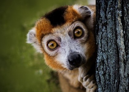 lemur.jpg
