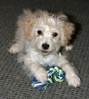 rat poodle.jpg