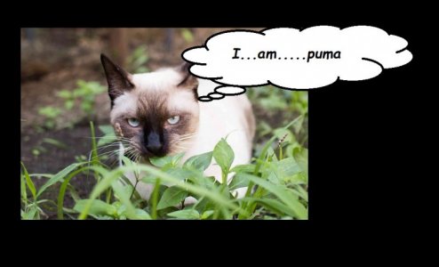 puma.jpg