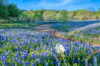 poppies-and-bluebonnets-D85_7723.jpg