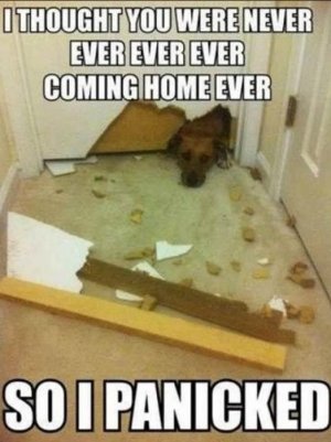 panickeddog.jpg