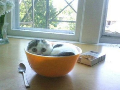 kitteninbowl.jpg