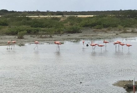 Pink Flamingos Bonaire.jpg