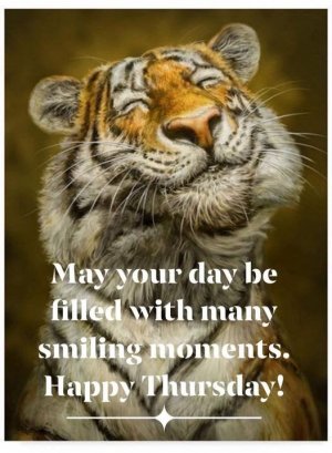 thursday tiger.jpg
