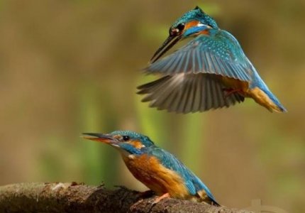 twobirds.jpg