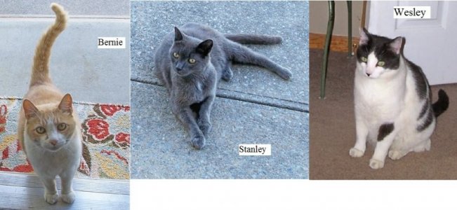 cats.jpg