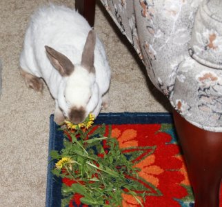 dandelions.JPG