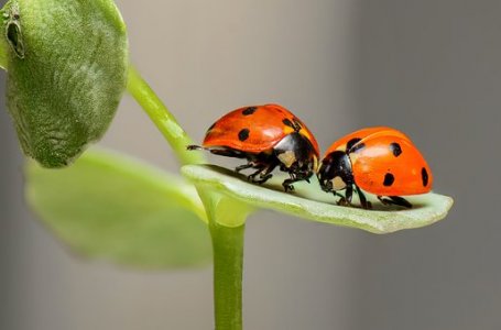 ladybugs-1593406__340[1].jpg