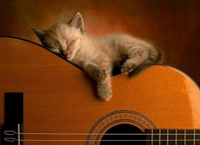 kittenonguitar.jpg