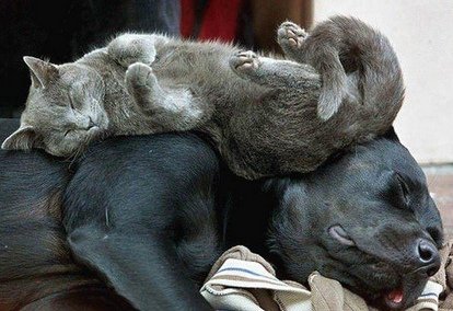 kittensleepingondog.jpg