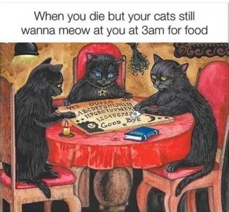 blk cats.jpg