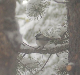 chickadee.jpg