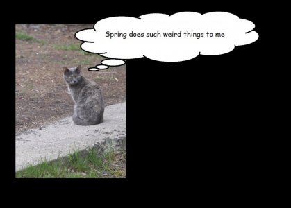 lady grey.jpg