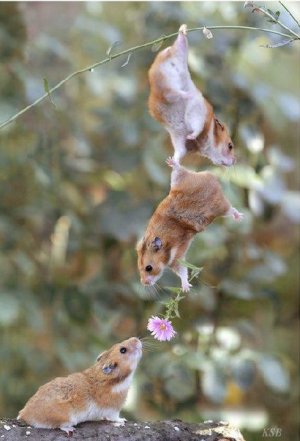 givingaflower.jpg